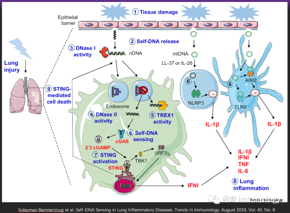 衰老等引起上皮细胞损伤,释放dna,被免疫细胞吞噬,活化sting,进而引起