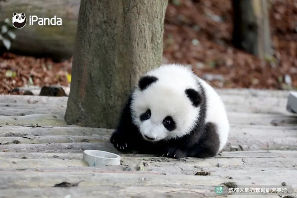 可能这就是传说中的别人家的孩子吧……歪歪嘴也是一大特色乖巧呆萌惹