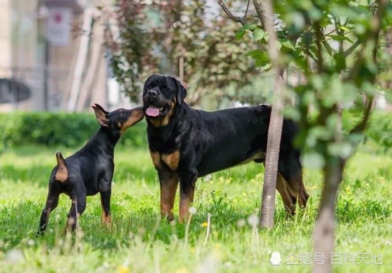 卡斯罗犬 罗威纳犬 作为经典优秀的护卫犬 在它们之间如何选择 腾讯新闻