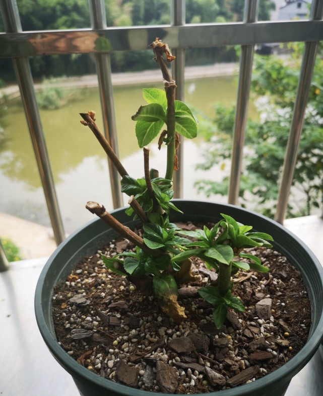 修剪绣球花可要有分寸剪得狠了就剩空盆了别失手了