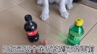 铲屎官:我们要先教狗狗,哪个是可乐