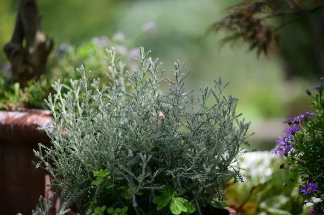种银叶植物 夏日花园里的高级灰 腾讯网