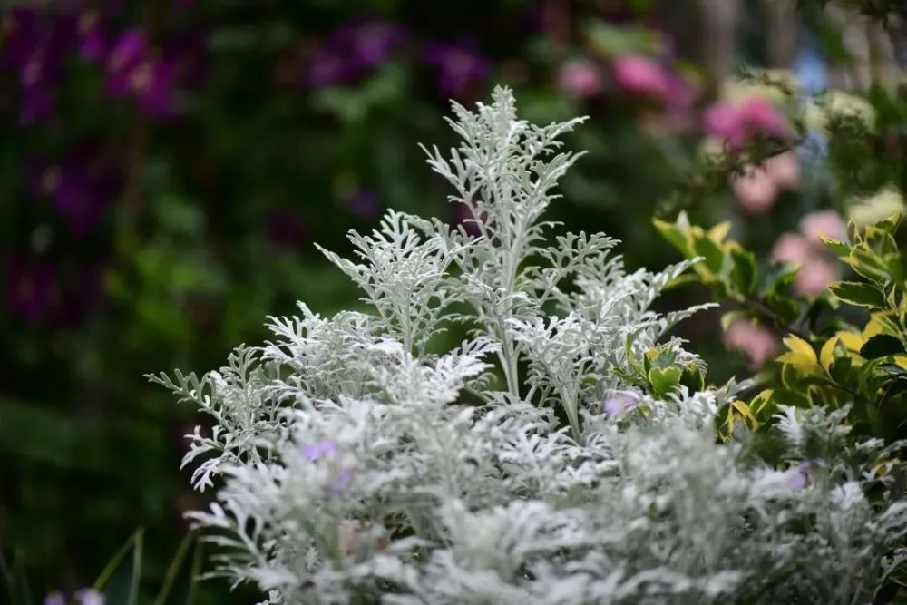 种银叶植物 夏日花园里的高级灰 腾讯新闻