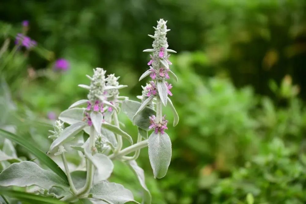 20种银叶植物,夏日花园里的高级灰