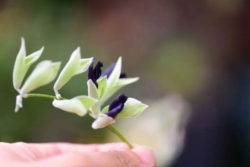 种银叶植物 夏日花园里的高级灰 腾讯新闻