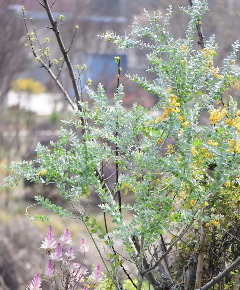 种银叶植物 夏日花园里的高级灰 腾讯新闻