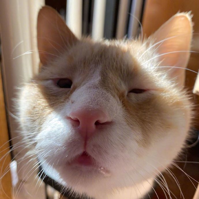 橘猫"单眼皮神撞脸","100%复制"网友笑歪了!_腾讯新闻