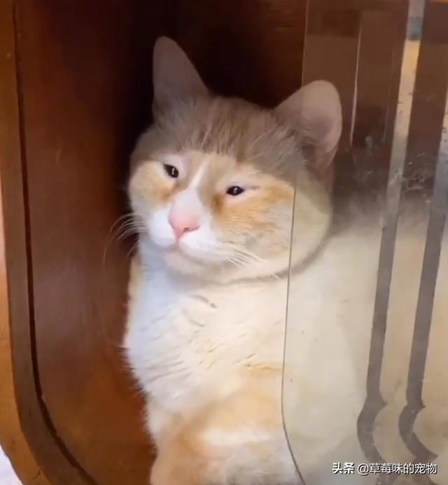 橘猫"单眼皮神撞脸","100%复制"网友笑歪了!_腾讯新闻