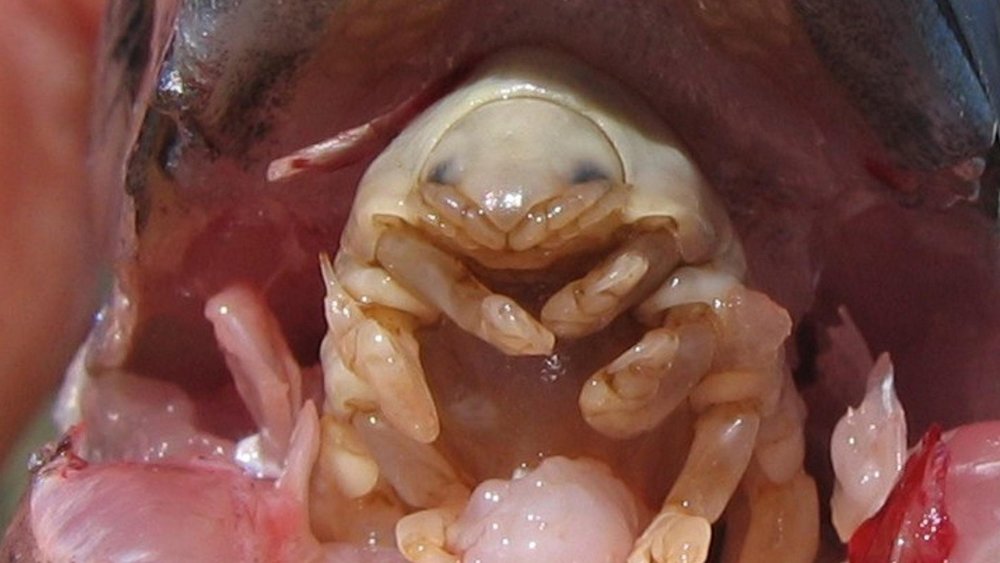 科学家发现可怕寄生虫,吃掉鱼舌后自己成为鱼的新舌头
