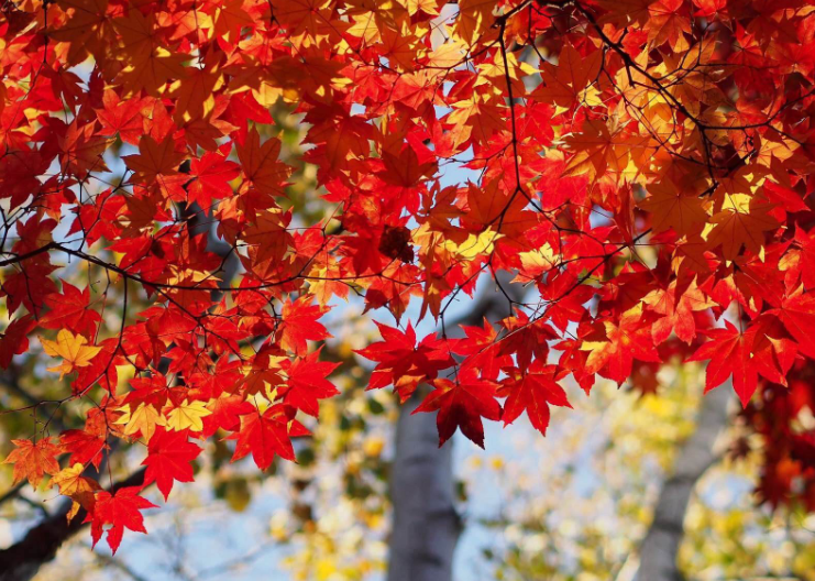 王立群|红了14年的王立群，却因赏析“停车坐爱枫林晚”被质疑，其实很冤