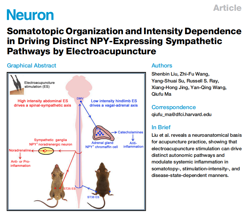 中医|Neuron：哈佛团队揭示传统的中医疗法背后的神经解剖学原理