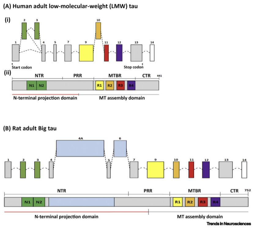 脑屏障|神经对血脑屏障及神经血管耦合的调控