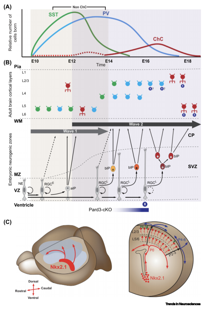 脑屏障|神经对血脑屏障及神经血管耦合的调控