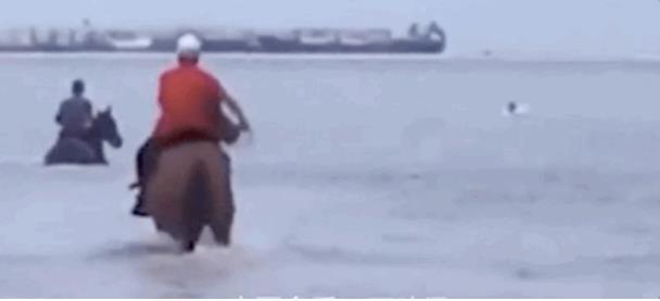 中国马业协会|痛心！救人的两匹英雄马于今日凌晨相继离世