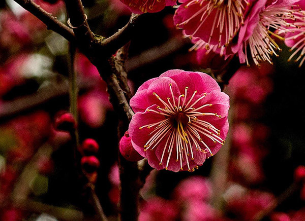 庭院种红梅还是腊梅好?