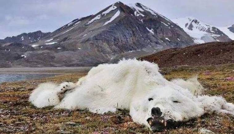 摄氏度|北极气温38摄氏度！多地气候出现异常，封印千年的病毒或被释放