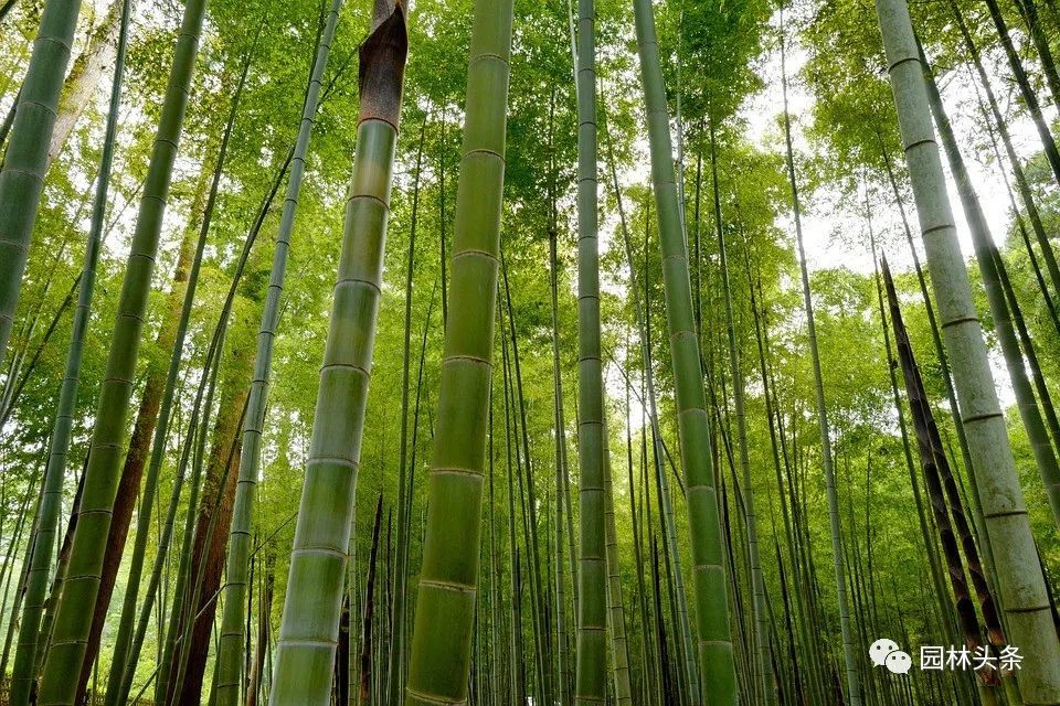 竹子是 草 不是树 带你认识26种竹子 腾讯新闻