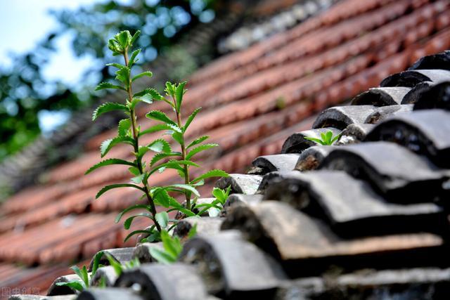 山居|当识尽红尘繁琐，就过沉稳而清新的山居生活吧？