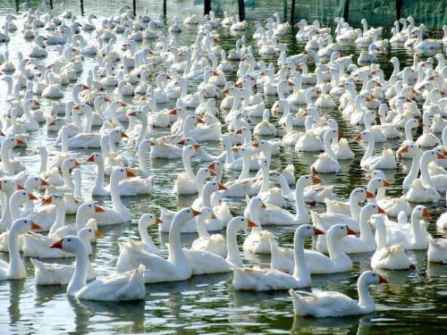 水池|养好鹅，必须要有一片水塘或建造一个人工水池，很重要