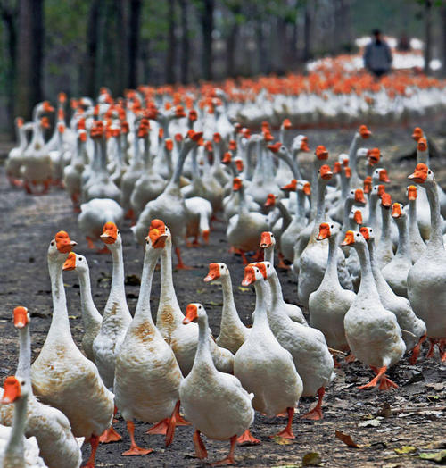 水池|养好鹅，必须要有一片水塘或建造一个人工水池，很重要