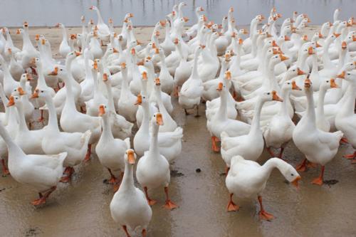 水池|养好鹅，必须要有一片水塘或建造一个人工水池，很重要