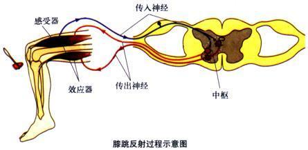 趣看心理学流派之行为心理学捕捉看得见摸得着的行为