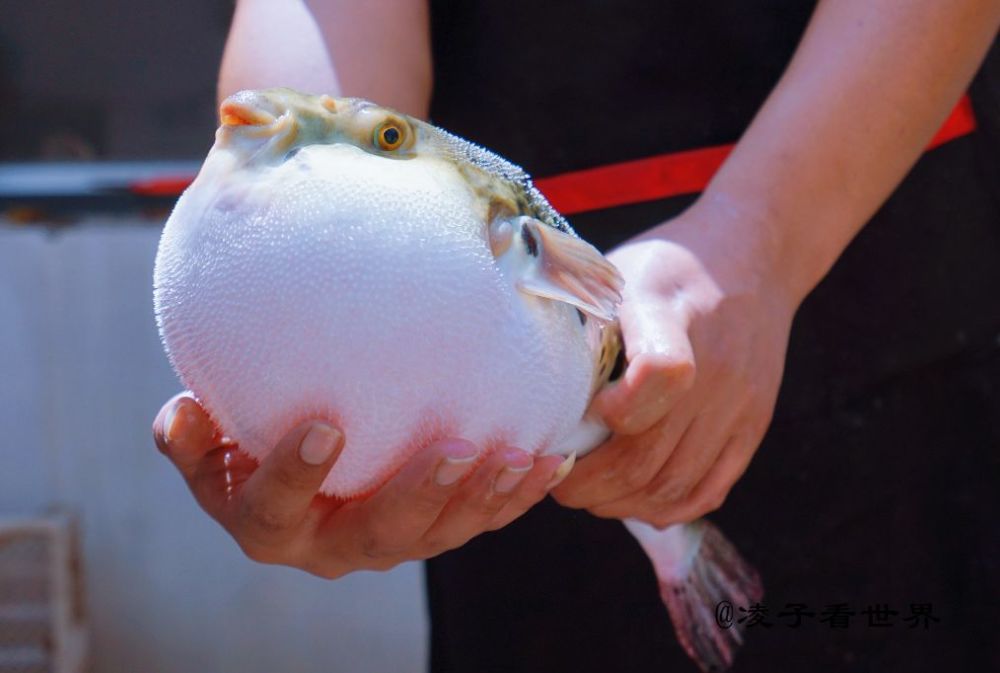 北京周边游,3小时即到的河豚之乡,好多人却不知道