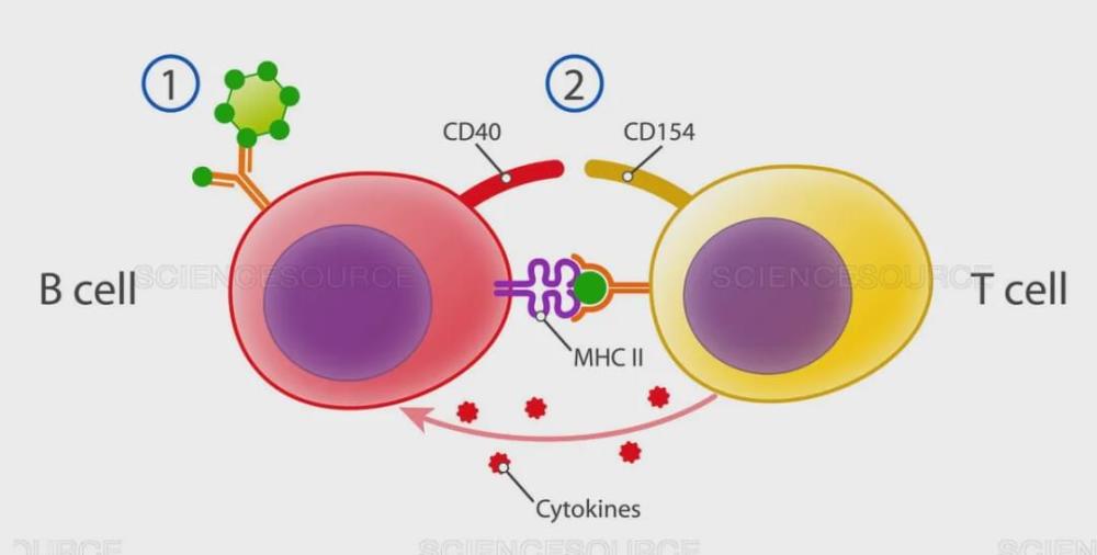 新冠病毒|诺奖免疫学专家：对付新冠病毒，先勾引它，再困住它