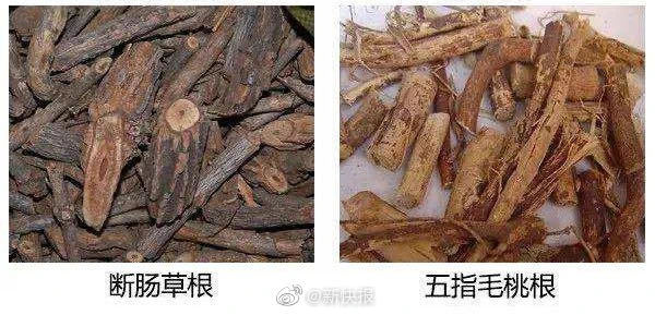 五指毛桃鸡汤混进了断肠草毒倒了一群人