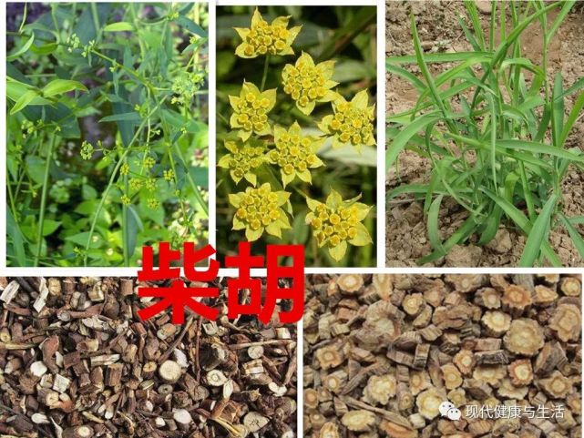 北柴胡的功效与作用(北柴胡是热性还是凉性)