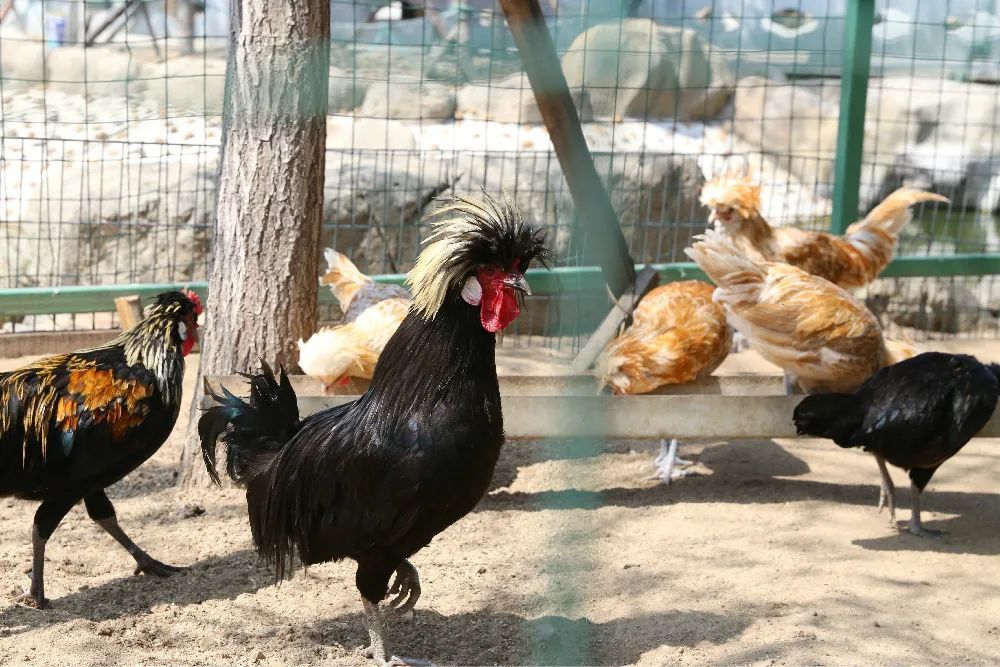 狮头鸡更是特别,它们实行群居性的社会制度,往往需经一番打斗后,分出