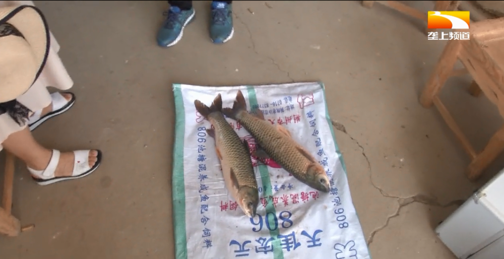 四大家鱼|高温天气下，鱼儿该怎么健康养殖呢？不妨试试这些小妙招