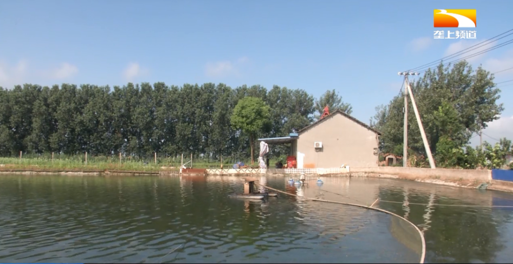 四大家鱼|高温天气下，鱼儿该怎么健康养殖呢？不妨试试这些小妙招