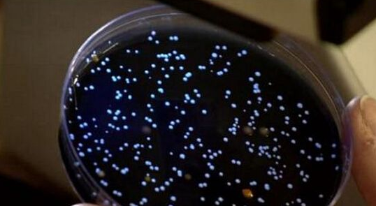 美国_社会|死亡率远超肺炎，疫情没结束美国疾控又发警报，致命细菌正在扩散