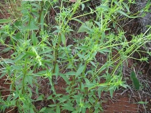 青叶胆降血糖吗?