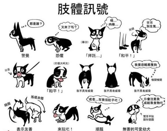 狗狗肢体语言大揭秘:"舔狗"行为只是因为爱你,不一定哦,还有这些原因