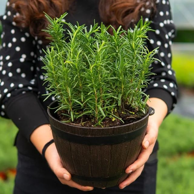 推荐4种带香味的植物,家里养一盆,清香怡人,典雅又大方!