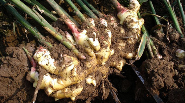 姜瘟病|生姜姜瘟有什么症状？发病特点是什么？有哪些防治方法？