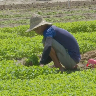 农二代 魏伟旭和他的 黄金草 腾讯新闻