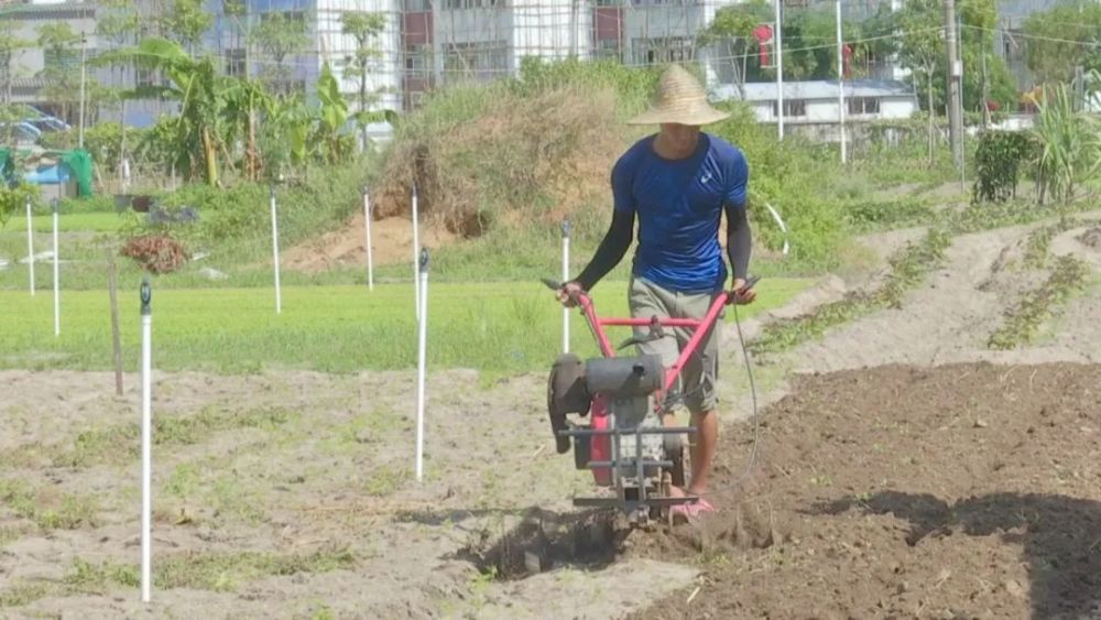 农二代 魏伟旭和他的 黄金草 腾讯新闻