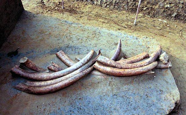 孟子·告子上|金沙遗址发现上千象牙，为何挖到一半就叫停？专家：再挖就要后悔
