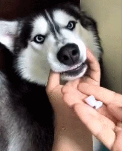 狂犬病毒|蚊子会传播狂犬病吗？