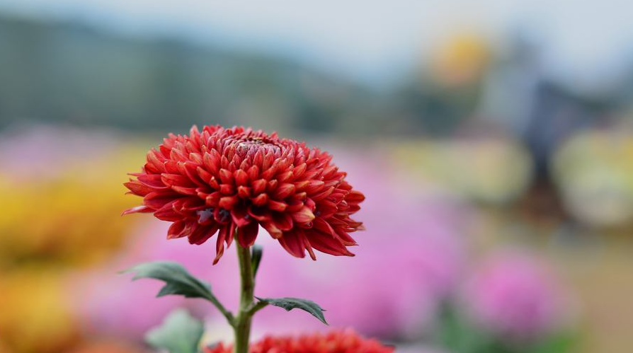 诗词鉴赏 莫要悲摇落秋花更胜春 一起欣赏秋花的诗词吧 腾讯新闻