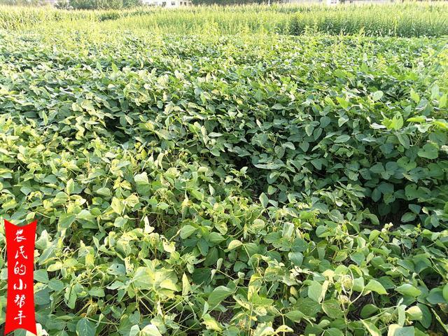 蚜虫|8月中下旬是大豆蚜虫的高发期，教你4点防治方法，促进高产丰收