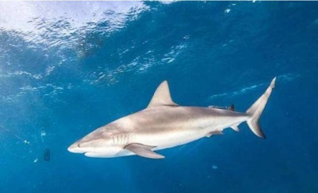 鲨鱼|在地球活了4亿年，如今生物学家告知人类：鲨鱼已“功能性灭绝”