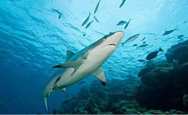 鲨鱼|在地球活了4亿年，如今生物学家告知人类：鲨鱼已“功能性灭绝”