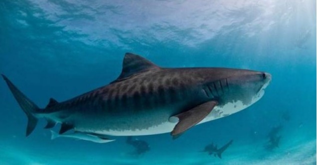 鲨鱼|在地球活了4亿年，如今生物学家告知人类：鲨鱼已“功能性灭绝”