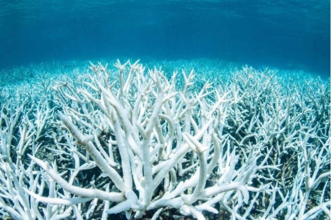 鲨鱼|在地球活了4亿年，如今生物学家告知人类：鲨鱼已“功能性灭绝”