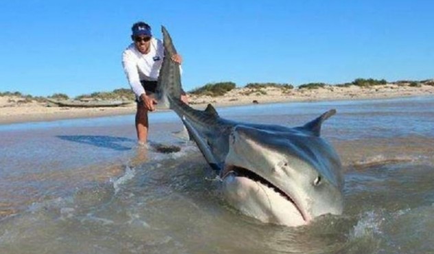 鲨鱼|在地球活了4亿年，如今生物学家告知人类：鲨鱼已“功能性灭绝”