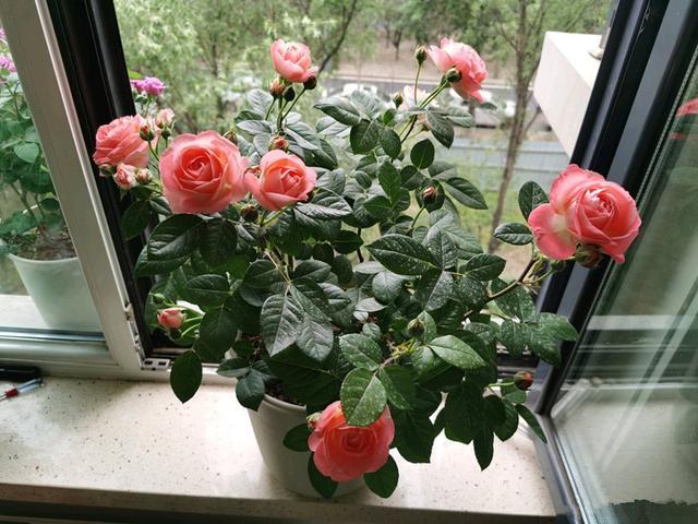 诺娃王阳台,"零差评"盆栽月季,周年开花,又美又香,养护不难